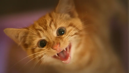 A growling kitten.