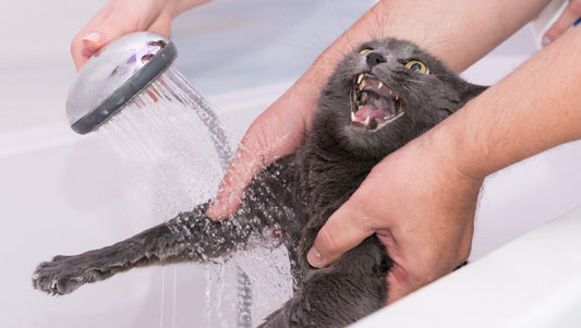 How Often Should I Bathe My Cat?