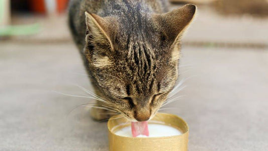 A cat drinking milk from a bowl