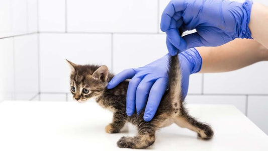 A kitten getting dewormed