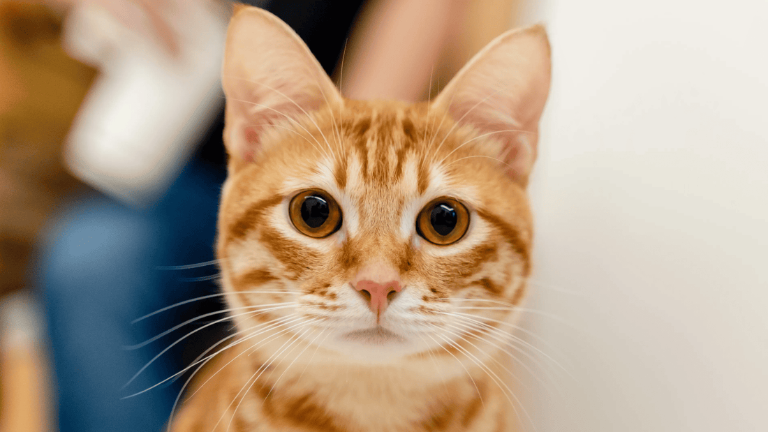 An orange tabby cat