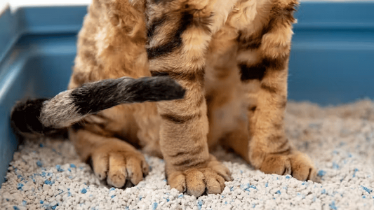 A cat using the litter box