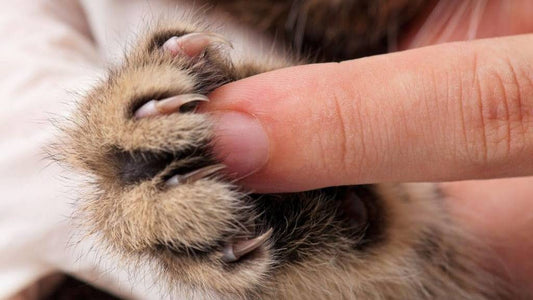 A cat's paw