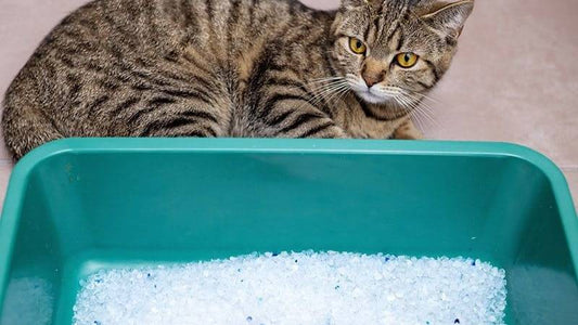 A cat lying down beside its litter box.