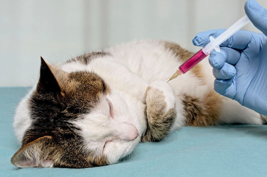 A cat getting vaccinated.