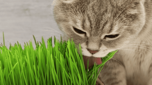 A cat eating cat grass.
