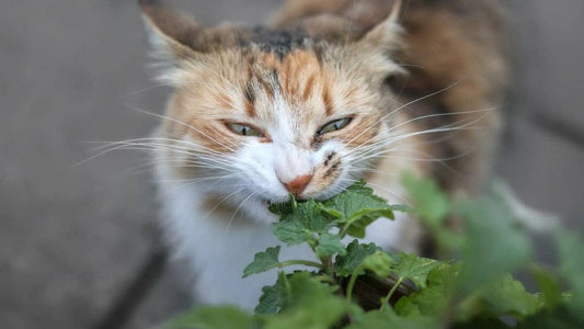A cat sniffing catnip.