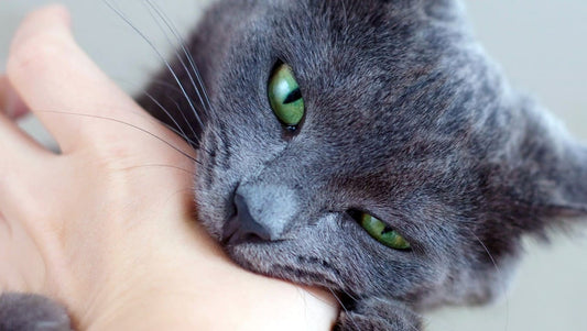 A cat biting a person.
