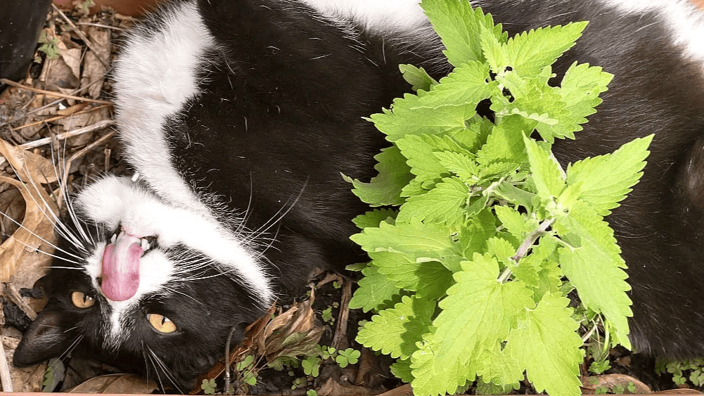 A cat in a garden bed.