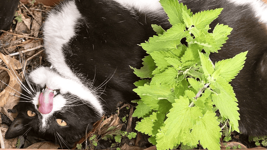A cat in a garden bed.