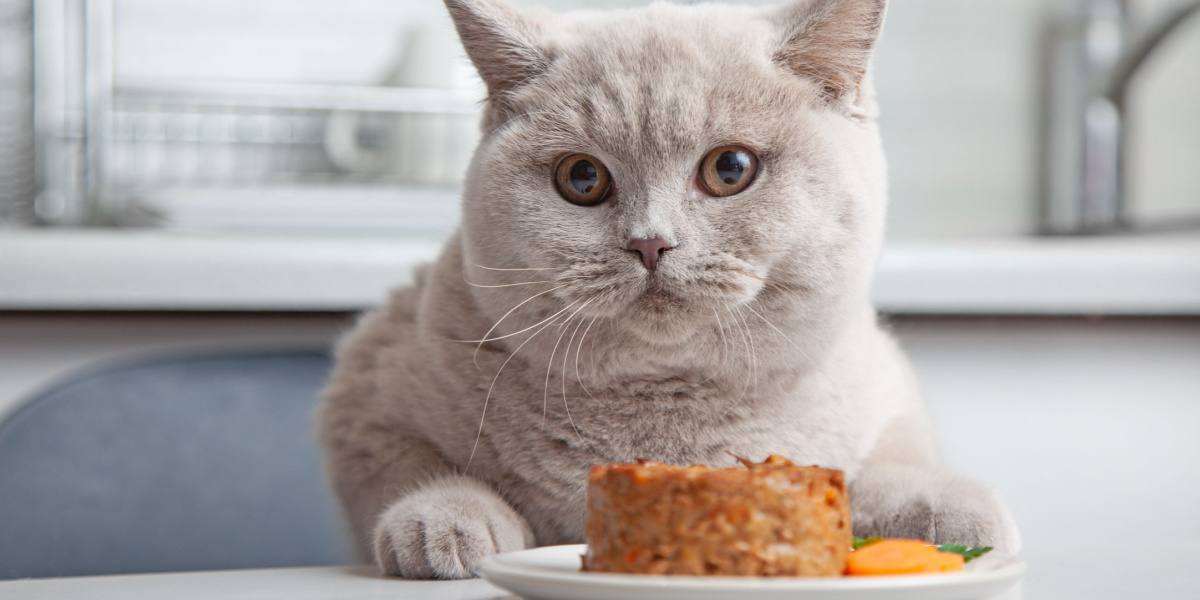 Wet Cat Food