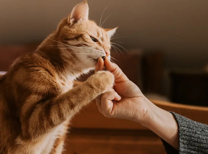 A cat eating treats
