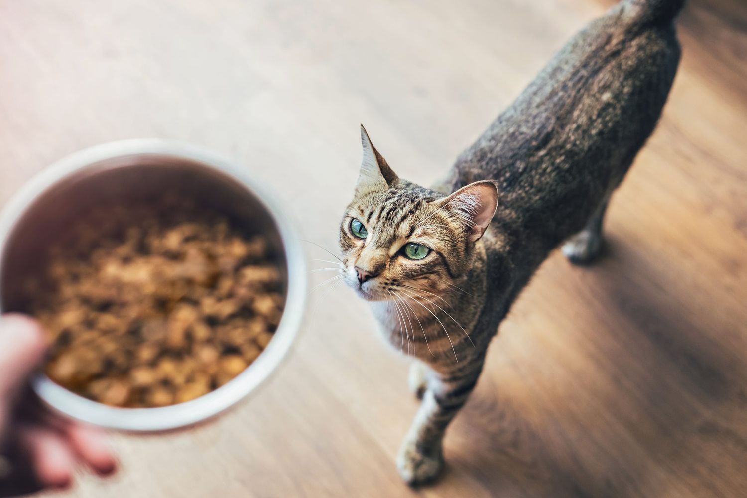 A cat with a bowl of dry cat food