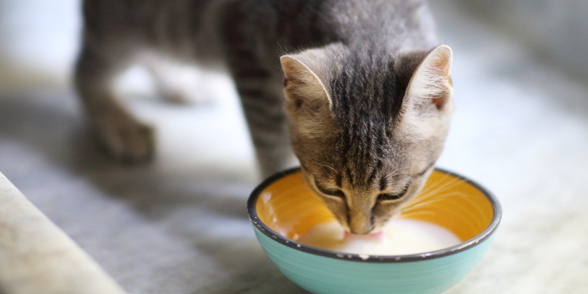 A cat drinking milk